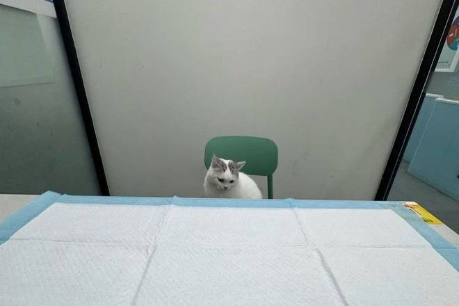 猫咪就医“百态图鉴”:大摇大摆坐医生对面,躲文件夹自欺欺人