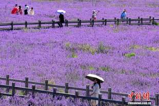 绝美“紫色花海”！四川松潘薰衣草进入最佳观赏期