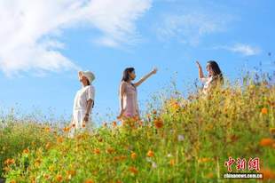 成都兴隆湖:湖畔花海与城市天际线同框引游人