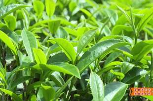 【深耕百千万 和美新乡村】揭西：“雾云大洋”红茶斩获茶界桂冠 品牌驱动茶业提质升级