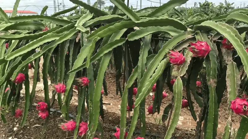小资源撬动大流量:厦门微度假的底层逻辑与可复制路径