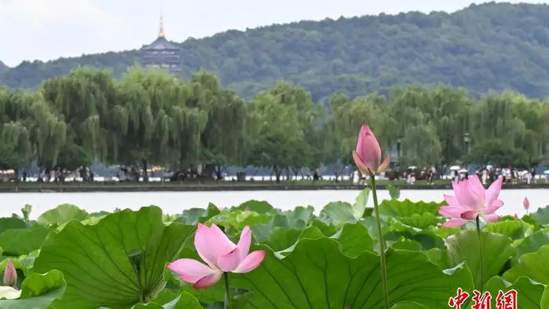 美不胜收！杭州西湖夏日荷花娇艳绽放 莲叶何田田