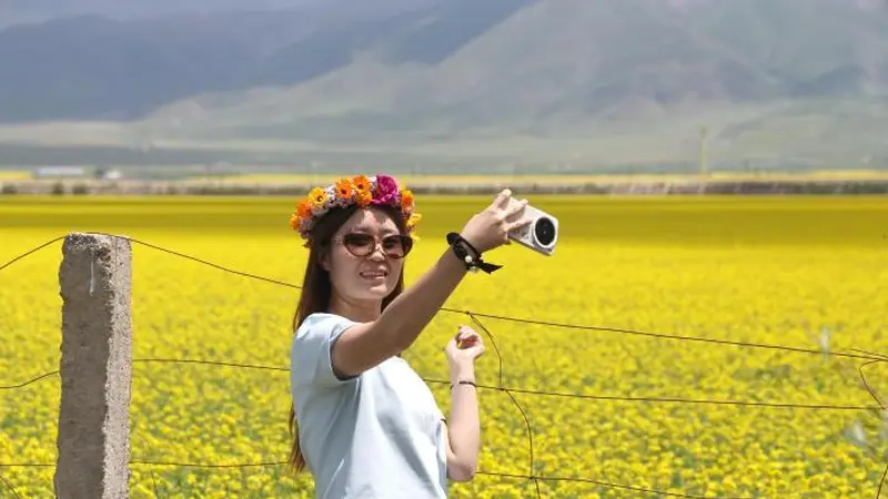 青海门源油菜花盛开美如画