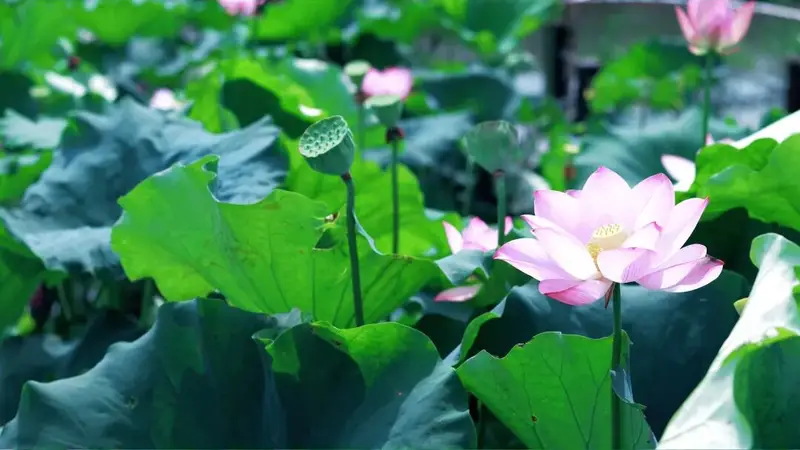 何必远行？这里藏着一片“荷”你相遇的夏日秘境！