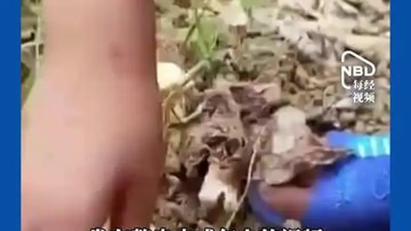 利用未成年人博眼球、赚流量!3岁女童吃播被喂到70斤 儿童被包装成情侣炒作……央视曝光网红儿童乱象