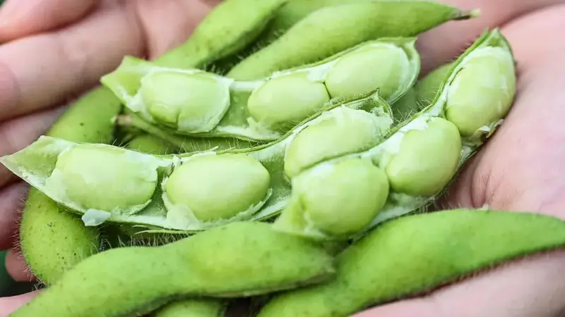 畅销全国,走向国际!福州人爱吃的解暑小食迎来丰收!