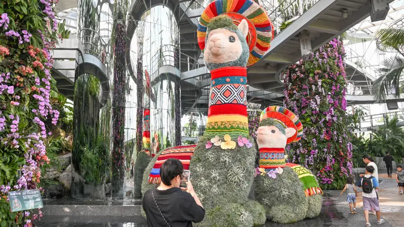 魔都眼｜世界树之境美洲植物展：印加“神兽”羊驼等你打卡