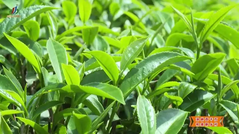【深耕百千万 和美新乡村】揭西：“雾云大洋”红茶斩获茶界桂冠 品牌驱动茶业提质升级