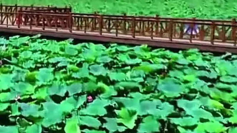 壹视界·知行记｜一淀清波映“未来”