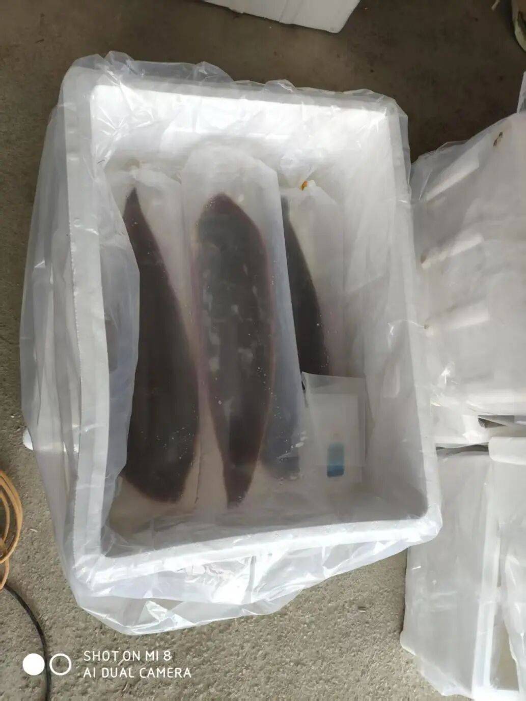科普丨活鱼也能长途“睡”着运？不用麻药，一觉直达餐桌