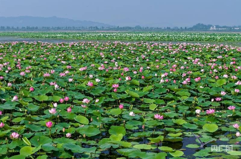 安徽庐江:三千亩湿地野莲绽放“黄陂夏莲”古八景重现