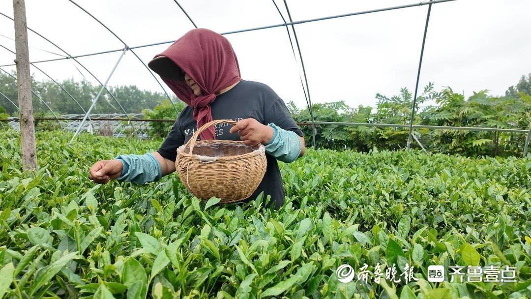 茶人匠心|瞰海茶业张宇:小而美茶园守初心 专而精茶香溢山海