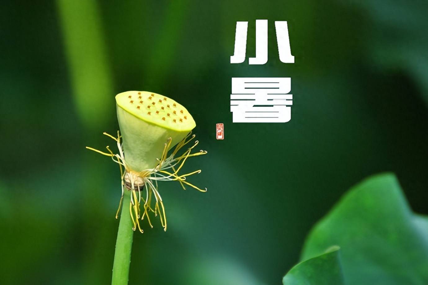 7月7日小暑要懂得忌口，少吃西瓜冷饮，多吃这4样，清热祛暑健脾