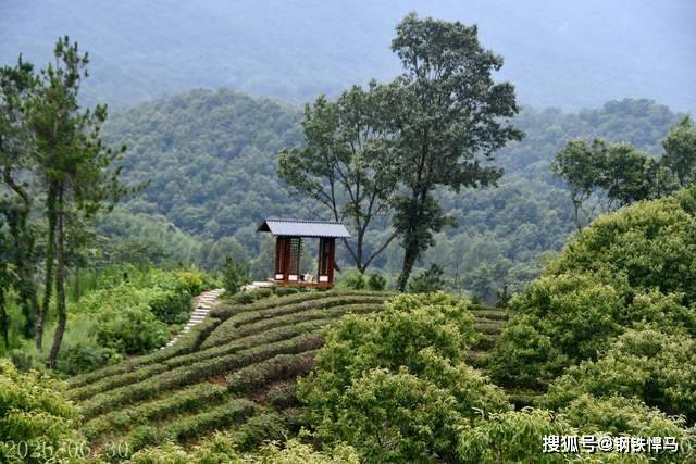 桐柏山・归元愈境：禅茶疗愈之旅启幕