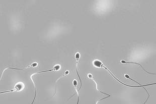 千年“养精蓄锐”遭推翻,牛津 5.4 万人研究:精子越攒,质量越差