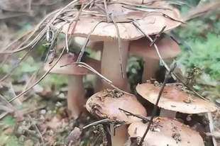 乡野清欢:松针菇(文/吴兴明)