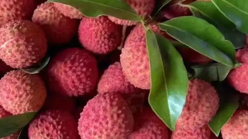 夏天自酿：荔枝泡酒的比例是多少？老酒友这样配更香