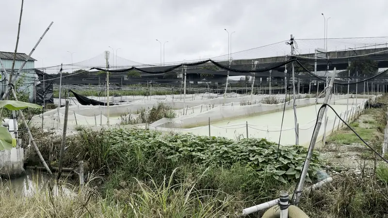 “抗生素牛蛙”屡禁不止：超标乱象成行业日常 养殖户称不用药就绝收
