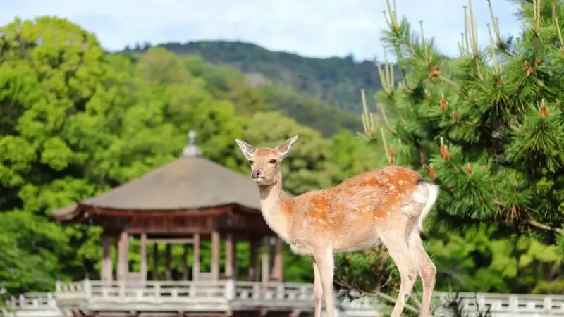 以后去奈良除了喂鹿,还能花体验“监狱里住一晚”了呢