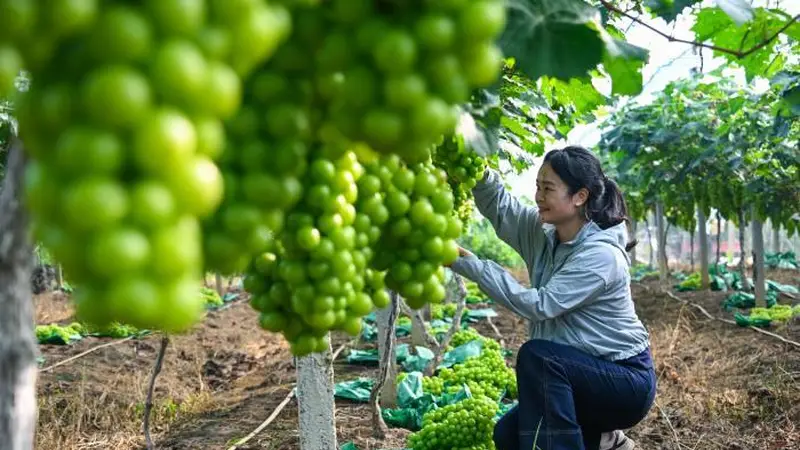 广西南宁：“阳光玫瑰”葡萄迎丰收 “阳光产业”促民增收致富