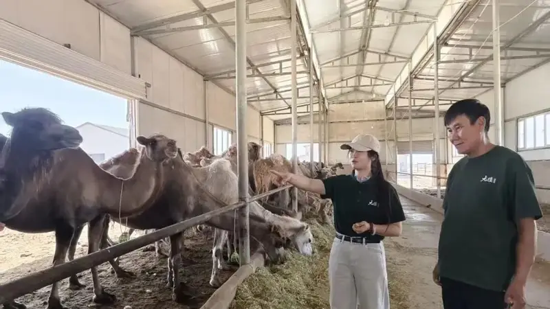 走一线 改文风丨探秘一杯好驼奶的诞生