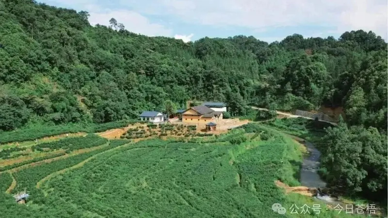 【读懂六堡茶】穿越千年的“活态基因库”：寻找六堡茶“红浓陈醇”的源头密码