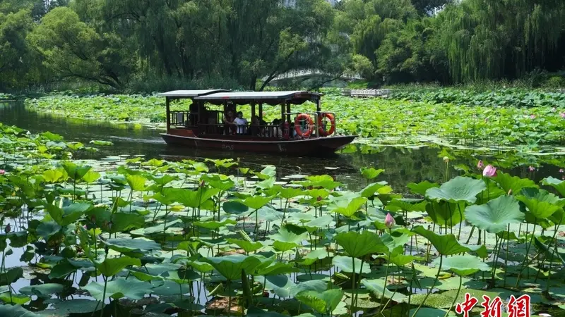 北京：市民“泛舟”荷花渡赏荷消暑