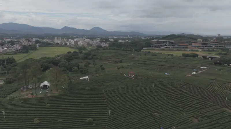 漫步万亩茶海，品读乡土茶韵｜我院 “笃志向善” 突击队参观柏塘万亩茶园