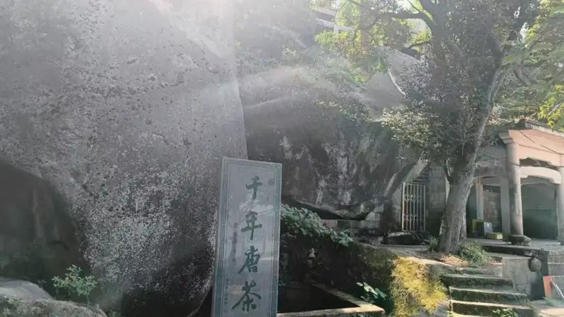 我的茶花情缘