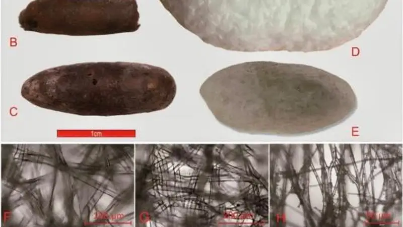 华夏桑蚕纺织史前如何扩散？最新考古实证4000年前已传播到中亚