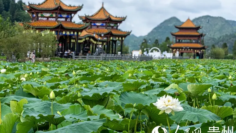 贵州安龙：荷风引客来 歌舞聚同心