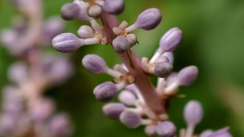 山麦冬绣出花穗，淡紫色花开雅致