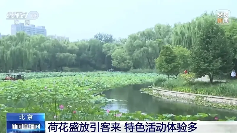 盛夏荷花盛放 北京各大公园开启夏日赏荷季