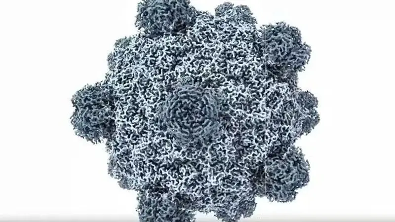 首次！美国科学家利用AI，从零生成功能性病毒