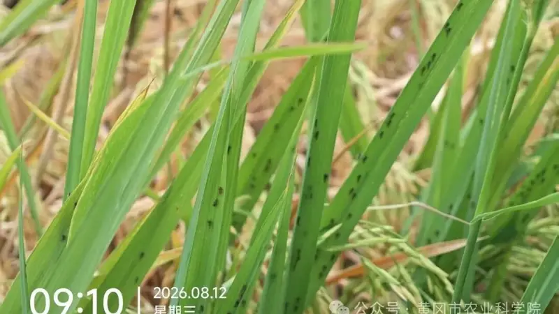 虫口夺粮:多地发出紧急通知,警惕稻飞虱暴发成灾