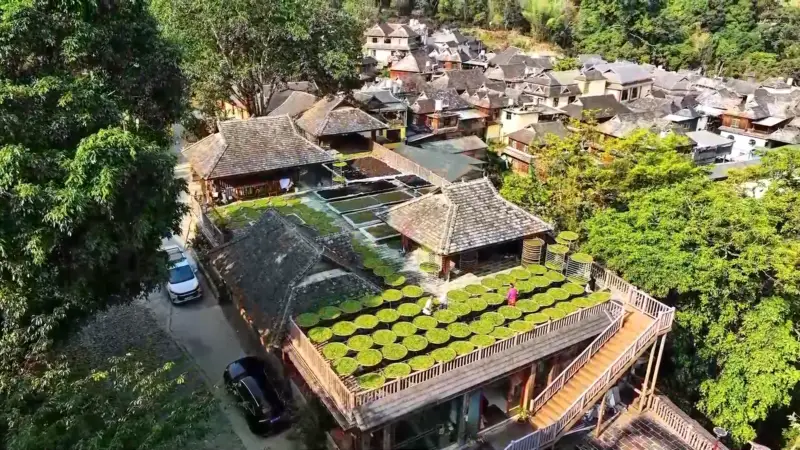 “拾叶景迈”揉出云南澜沧山乡别样风华