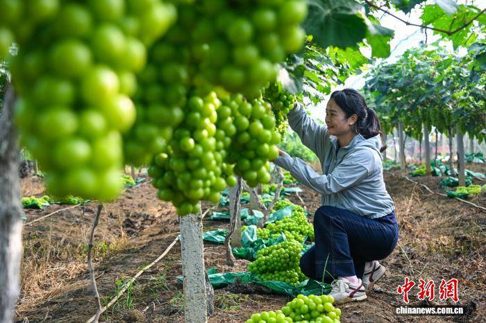 广西南宁:“阳光玫瑰”葡萄迎丰收 “阳光产业”促民增收致富