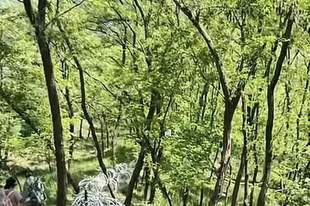 泰山刀片式隔离网，拆除计划公布