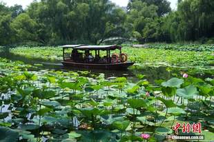 北京: 市民“泛舟”荷花渡赏荷消暑