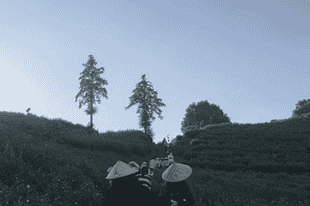 碾茶抹茶的热销是新茶道降临系列2：抹茶狂飙，产量占全球70%，为何只赚喝汤的钱？
