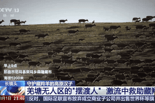 视频丨从“摆渡人”到“奶爸” 高原汉子在生命禁区守护藏羚羊