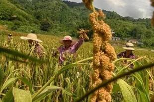 一碗小米粥里的气象风味