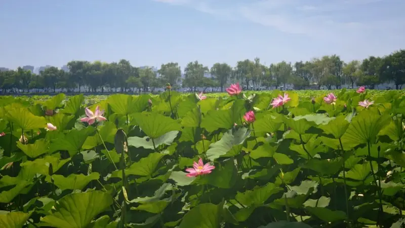 西湖的荷花