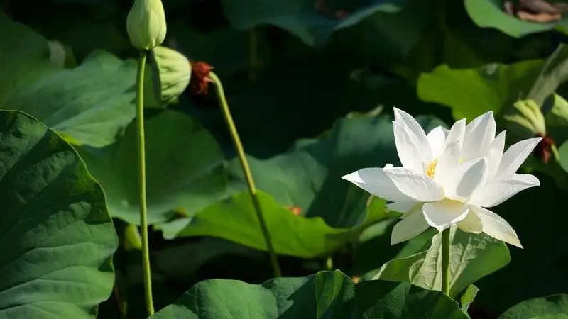 西安兴庆宫公园荷花进入最佳观赏期：夏风拂唐园