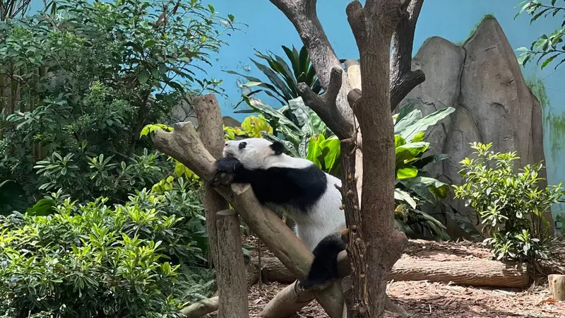 深秋的狮城，短假期的慢呼吸
