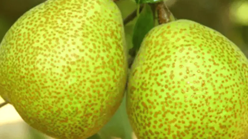 立秋食养|润燥护津液完整攻略