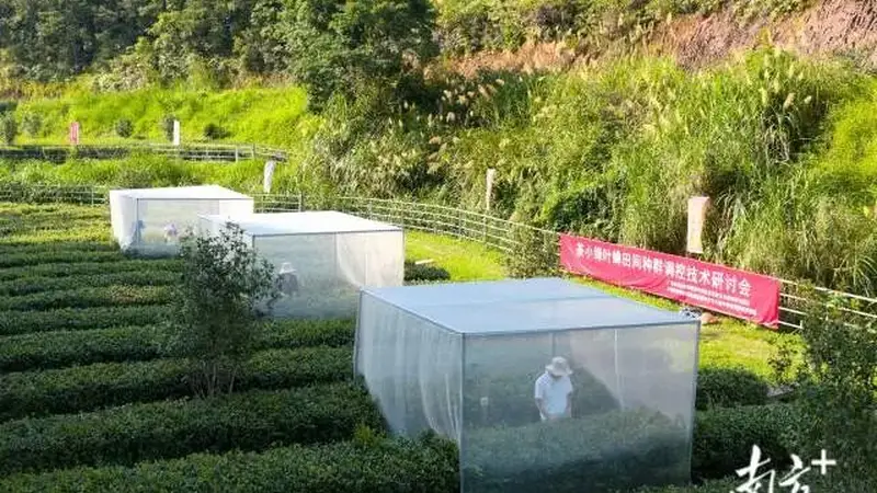 一片叶、一只蝉,一口“蜜香”引来一群博士|视界