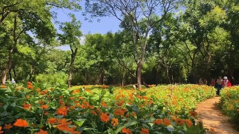 济南千佛山景区:双园花海 向阳而开