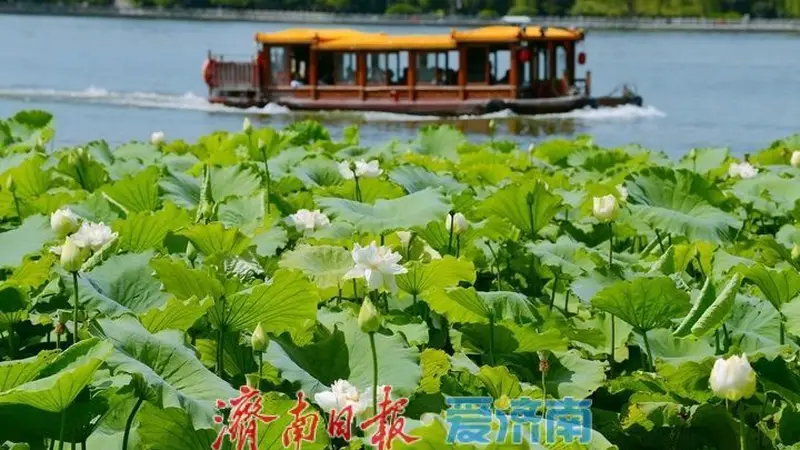 湖光悦色·荷映泉城！济南市第40届荷花艺术节7月3日灿烂启幕