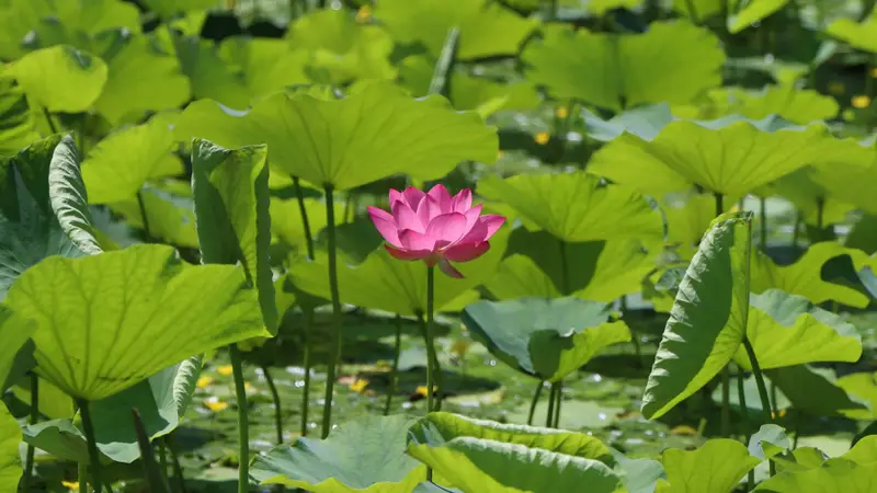 夏荷盛放！玉渊潭公园限定美景上线——